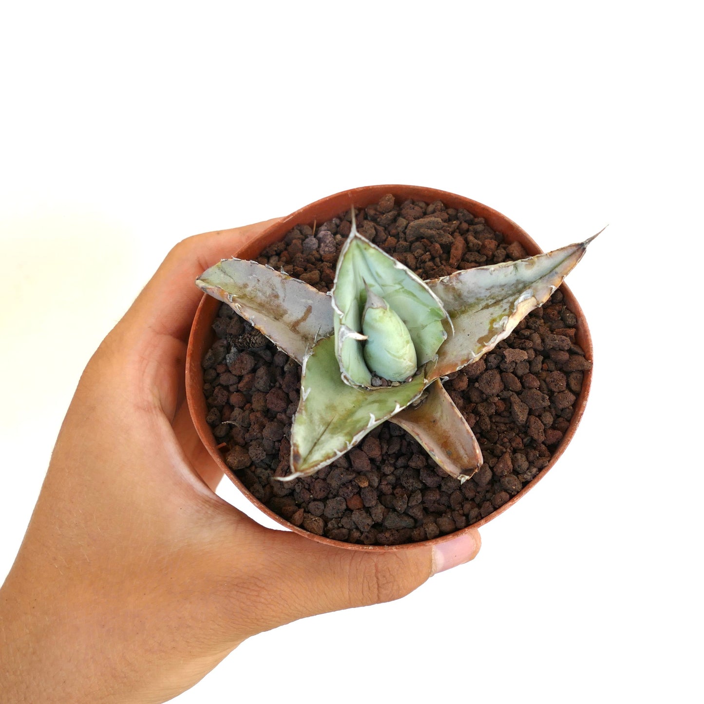 Agave titanota cv WHITE ICE suculenta pequeña con hojas gruesas, espinosas y de color verde pálido en maceta