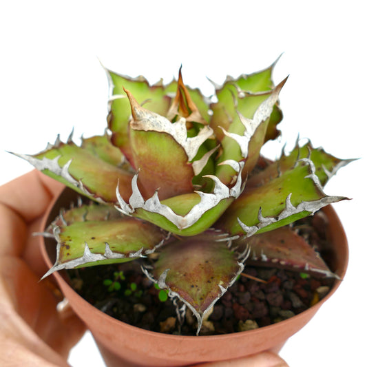 Agave titanota succulent with thick spiny leaves and white margins in small pot