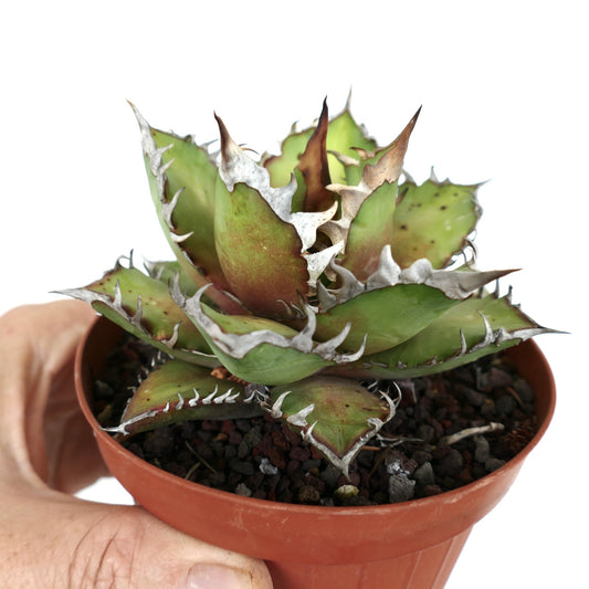 Agave titanota succulent with thick spiny leaves and white margins in small pot