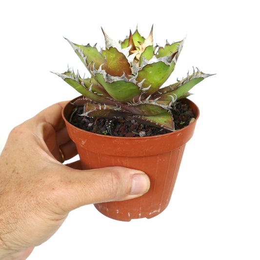 Agave titanota cv WHITE KING succulent with thick spiny leaves and white margins in small pot