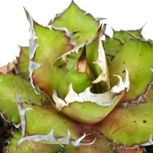 Agave titanota succulent with thick green leaves and prominent white spines along edges