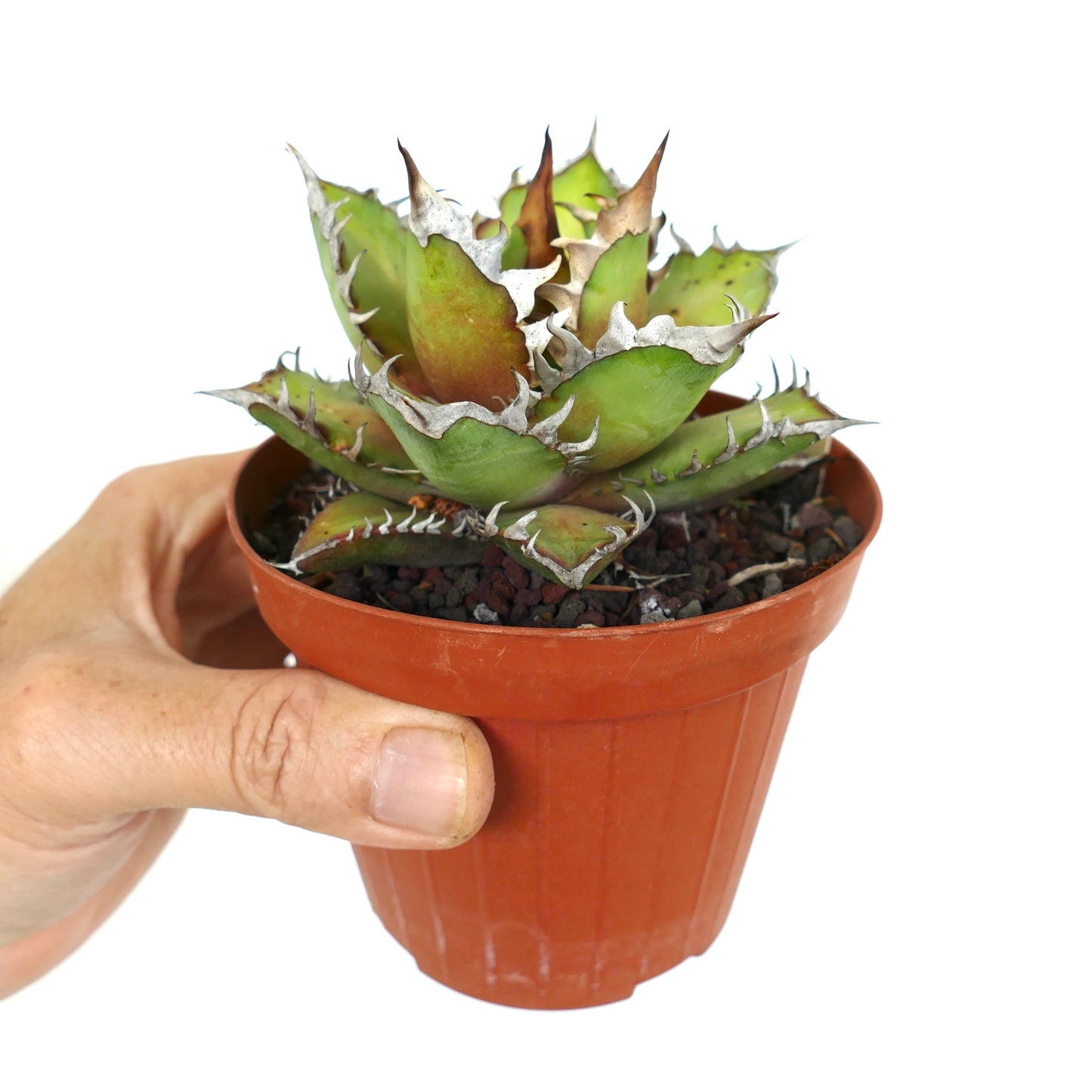 Agave titanota cv WHITE KING KK9 succulent with thick green leaves and white spiny edges in pot