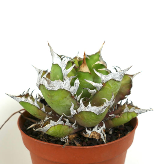 Agave titanota cv WHITE KING succulent with thick green leaves and prominent white spines in pot