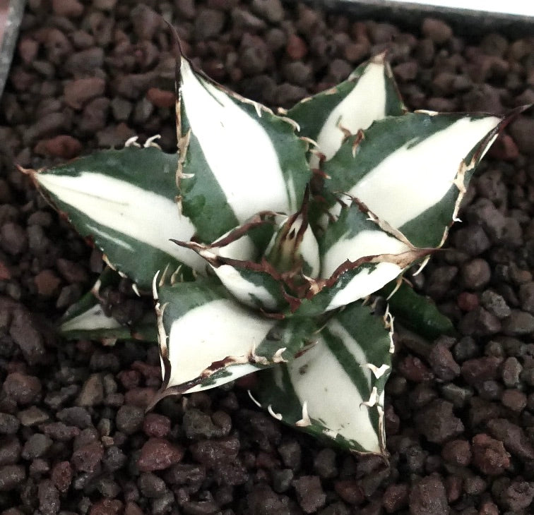 Agave titanota cv WHITE SHARK VARIEGATE MEDIOPICTA succulent with sharp spines and striking white-green variegated leaves