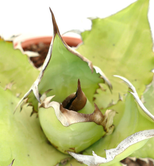 Agave titanota cv WHITE SHARK succulent with thick light green leaves and prominent brown spines