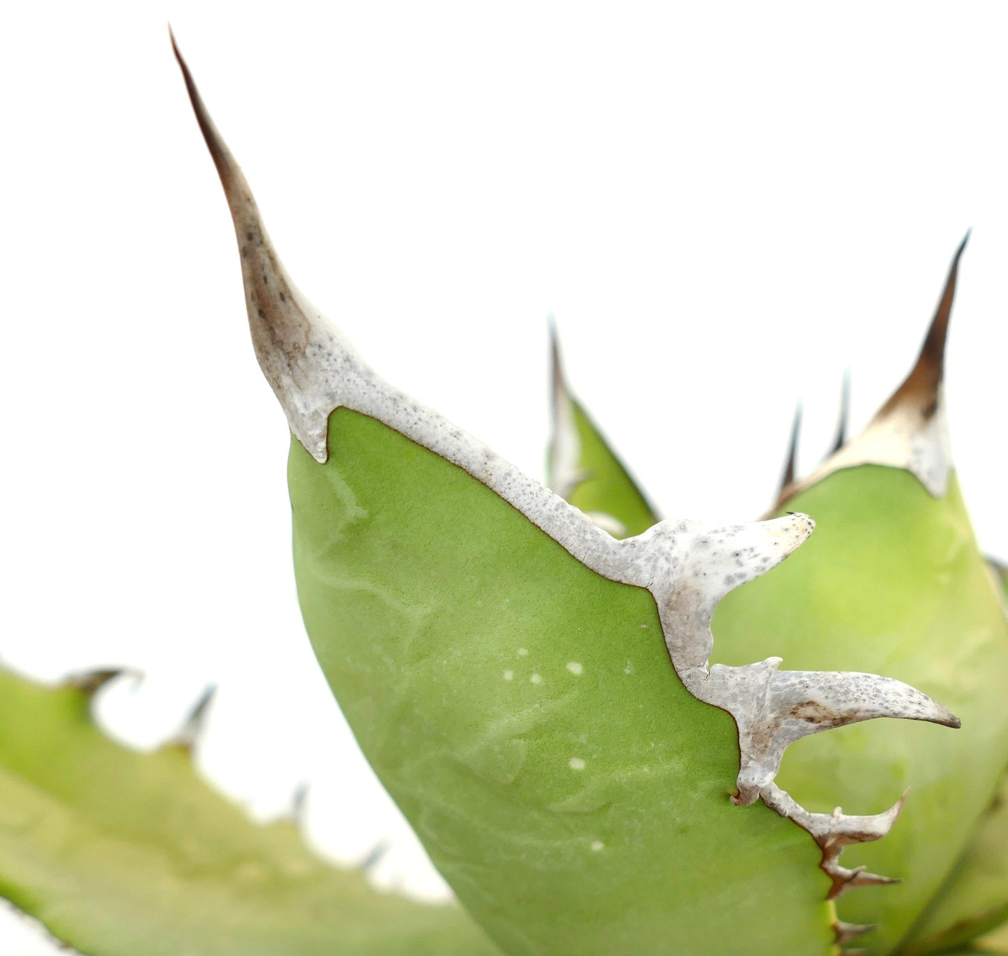 Agave titanota cv WHITE SHARK succulent with thick light green leaves and prominent white spines