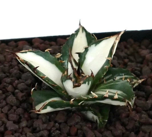 Agave titanota cv WHITE SHARK variegated succulent with sharp spines and white-green leaves