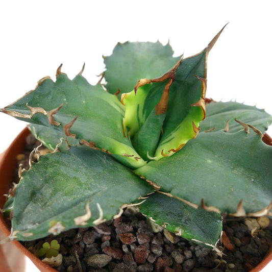 Agave titanota cv 'Banana Peel' succulent with thick variegated leaves and sharp brown spines
