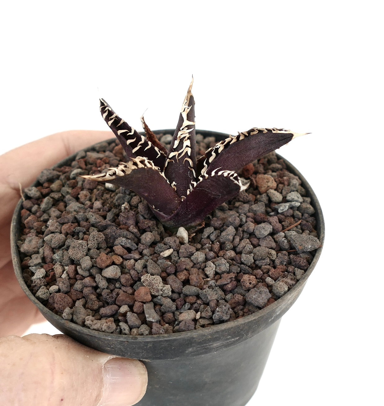 アガベ・タイタノタ cv 'DARK KNIGHT' 珍しい暗色の多肉植物、トゲのある白い縁取りの葉付き、鉢植え