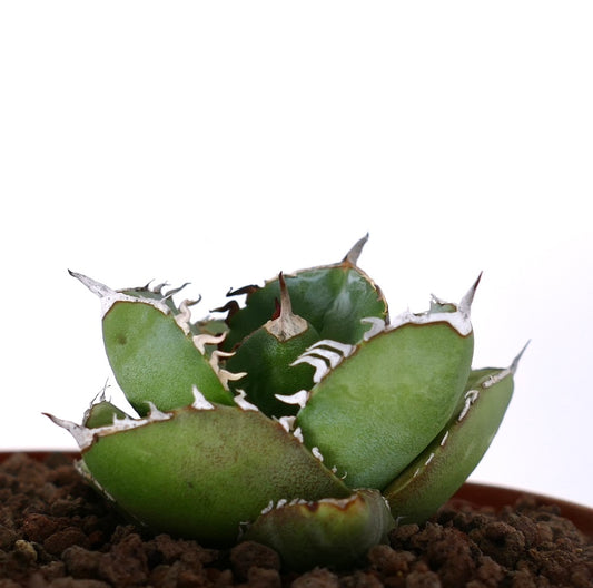 Agave titanota cv "Mori no usagi" compact succulent with thick spiny leaves and white margins