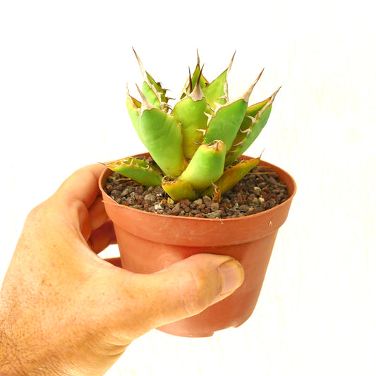 Suculenta Agave titanota con hojas verdes gruesas y largas espinas marrones afiladas en maceta pequeña