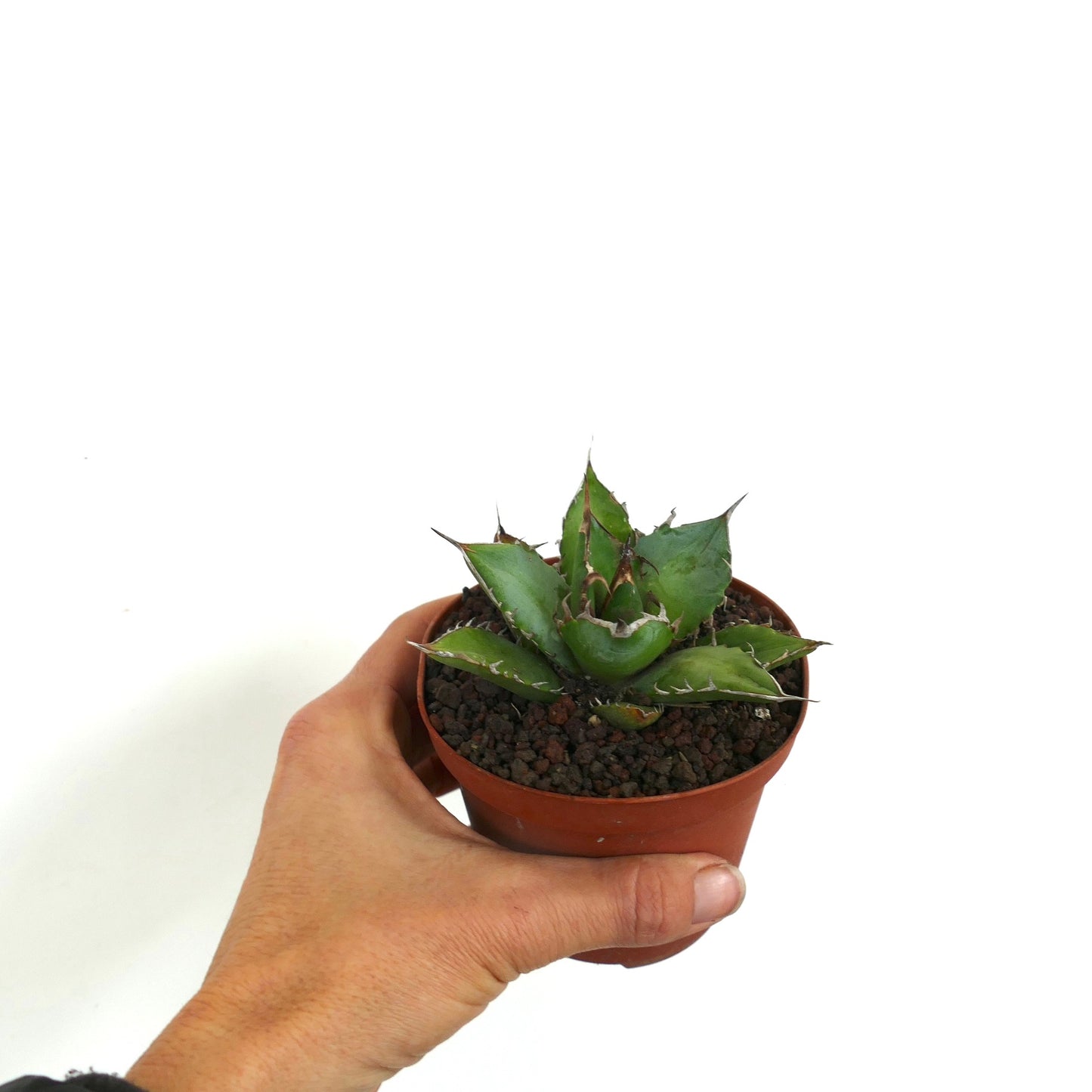 Suculenta Agave titanota con hojas verdes gruesas y espinas largas prominentes en maceta pequeña