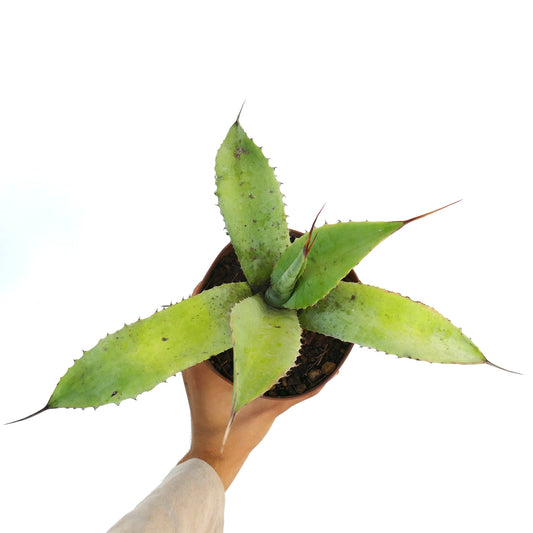Agave turneri X Agave eborispina X Agave celsii F3 suculenta con hojas verdes anchas y espinosas en maceta