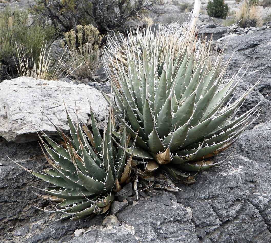 Agave utahensis var. eborispina succulent with sharp spines growing on rocky terrain