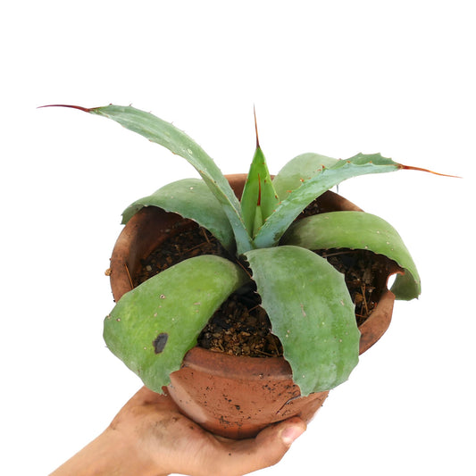 Agave utahensis x Agave weberi híbrido suculento con hojas anchas verdes y espinas largas