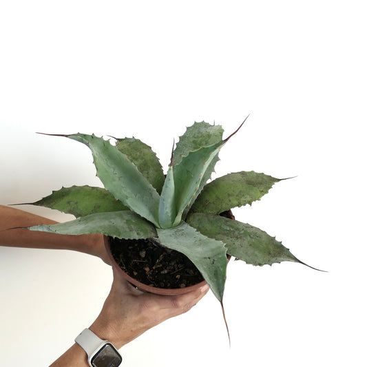 Agave verdensis X Agave ovatifolia X Agave parrasana F3 suculenta con hojas anchas espinosas azul verdosas en maceta