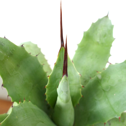 Suculenta Agave verschaffeltii X ovatifolia con hojas verdes gruesas y espinas marrones prominentes