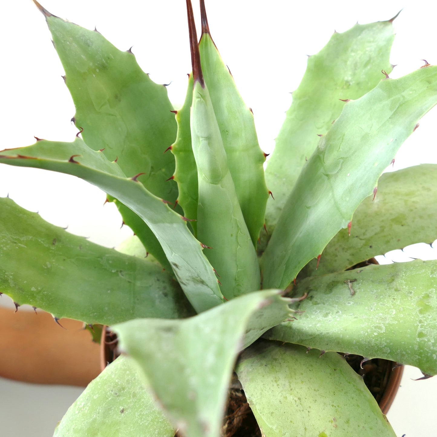 Agave verschaffeltii X ovatifolia succulent with thick green leaves and reddish spines