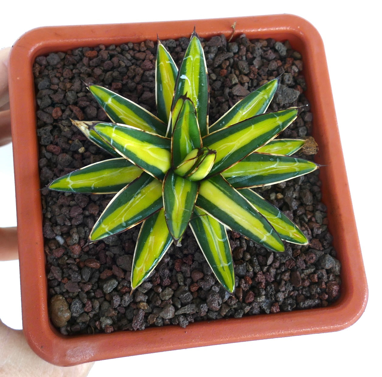 Agave victoriae-reginae variegierte Sukkulente mit gelben und grünen, spitzen Blättern im Topf