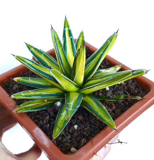 Agave victoriae-reginae variegated succulent with yellow and green striped pointed leaves in pot