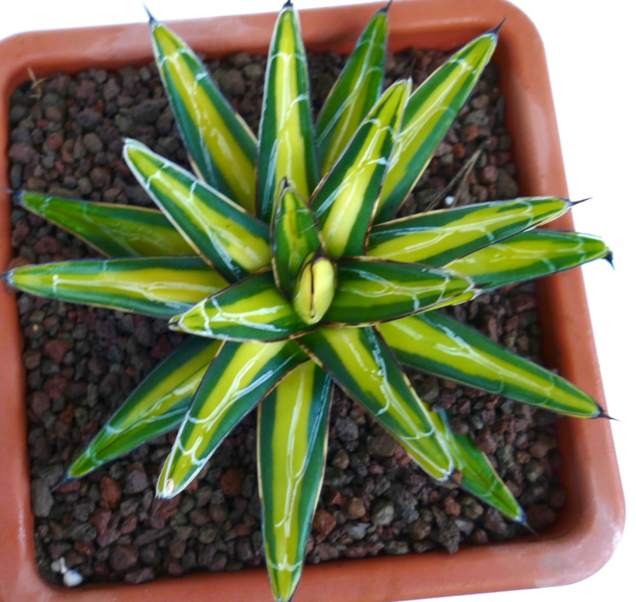 Agave victoriae-reginae variegated succulent with yellow and green pointed leaves in pot