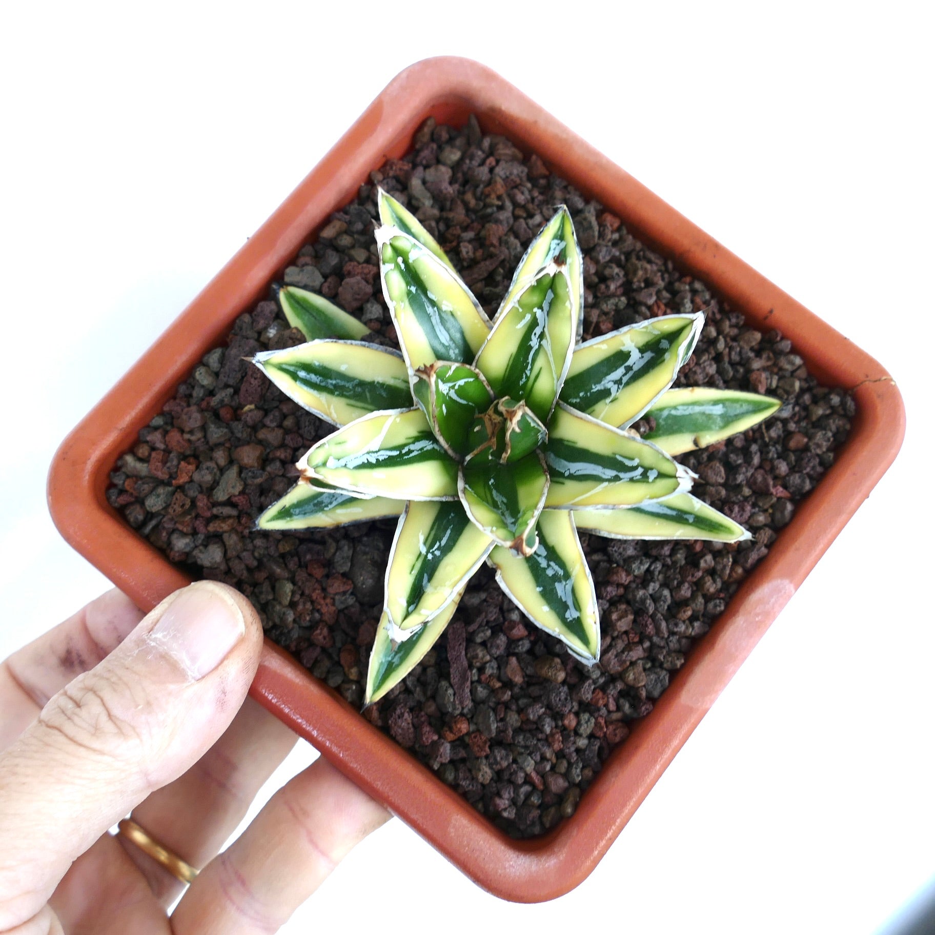 Agave victoriae-reginae | Botanical Archive | Beautify Your