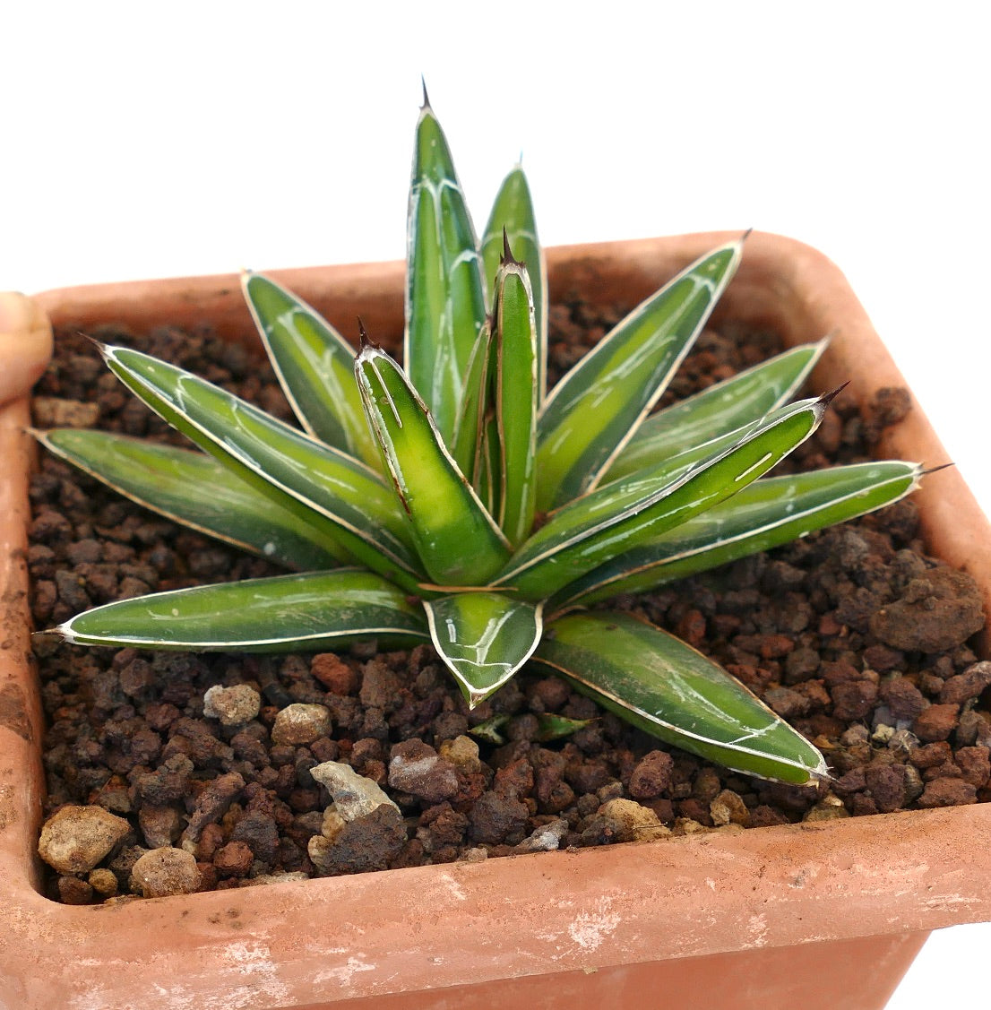 Agave victoriae-reginae succulent with thick green leaves and white margins in terracotta pot