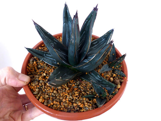 Agave victoriae-reginae cv. thick dark green succulent with sharp spines in terracotta pot