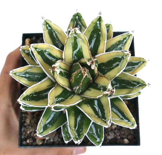 Agave victoriae-reginae cv KIZAN variegated succulent with thick green and cream leaves and white edges