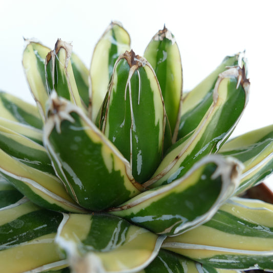 Agave victoriae-reginae variegated succulent with thick green and creamy yellow leaves and white margins