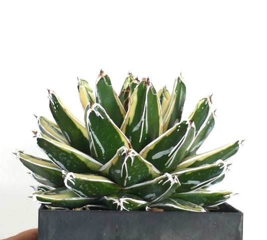 Agave victoriae-reginae cv KIZAN variegated succulent with thick green leaves and white markings