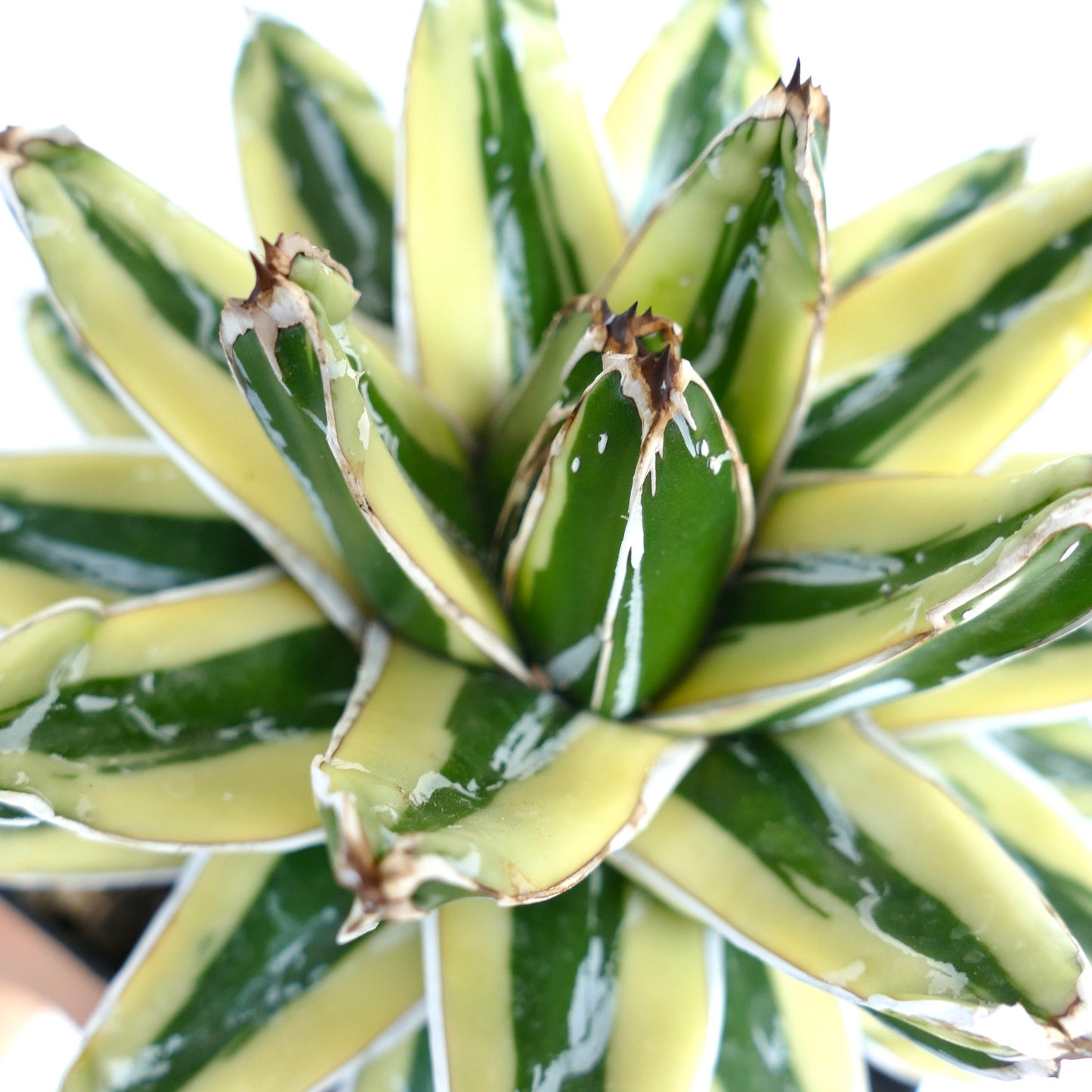 Agave victoriae-reginae cv KIZAN variegert sukkulent med tykke grønne og gule blader og skarpe brune spisser