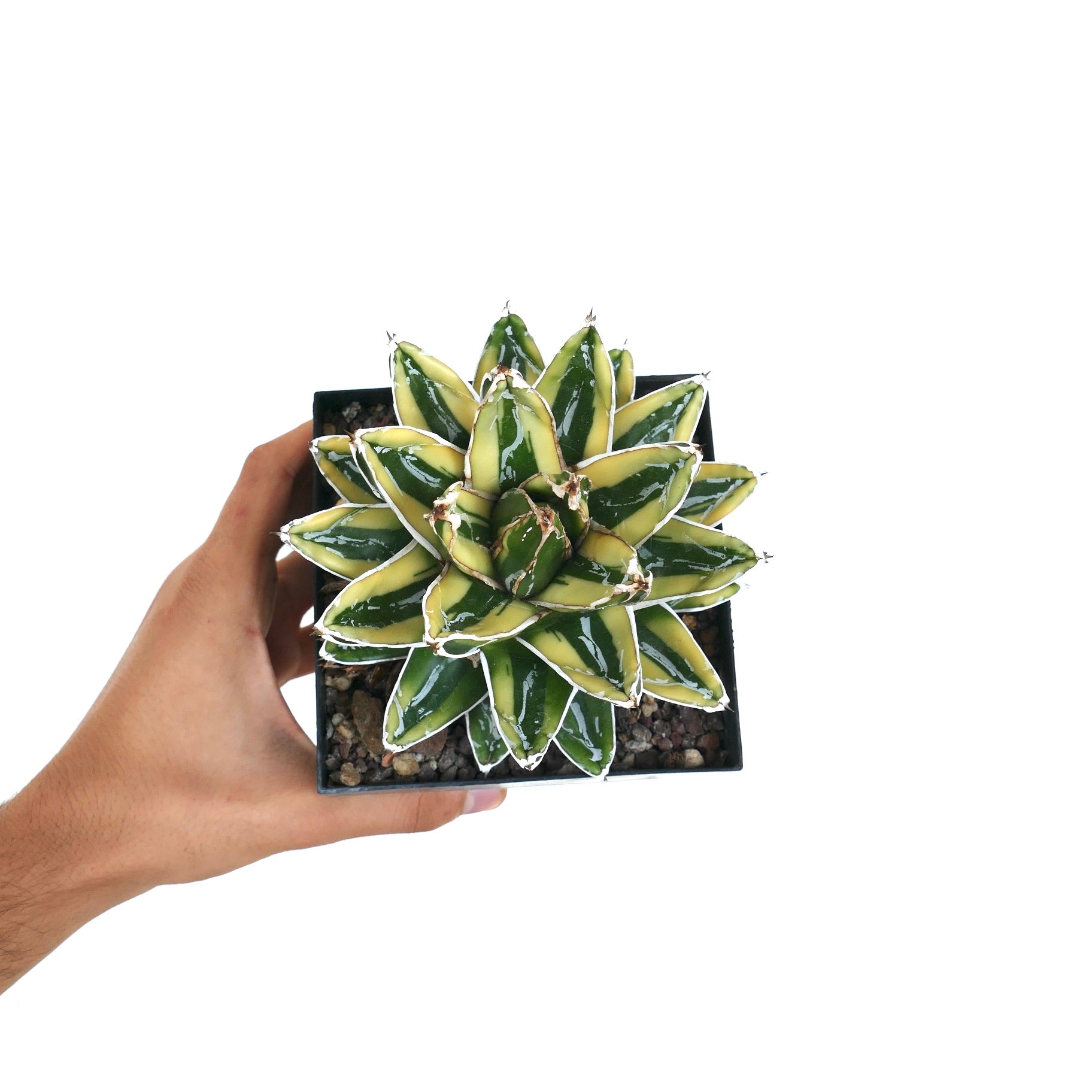 Agave victoriae-reginae KIZAN | Botanical Archive | Worldwide Shipment