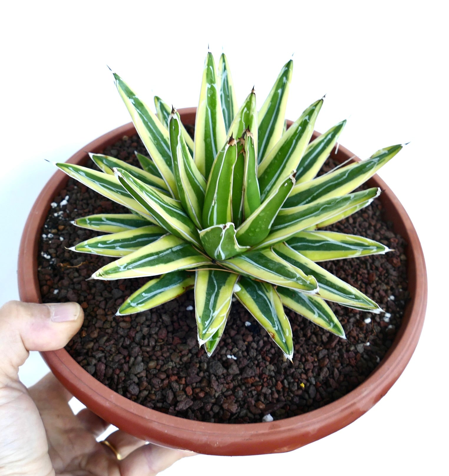 Agave victoriae-reginae | Botanical Archive | Discover Now