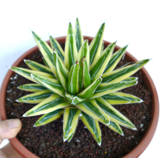 Top view of Agave victoriae-reginae cv Shin Yuki Yama Variegate, displaying symmetrical star-shaped rosette with green leaves lined by pale yellow margins.