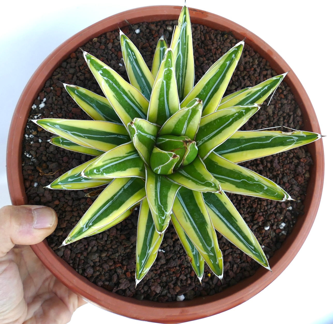 Oversiktsbilde ovenfra av Agave victoriae-reginae cv Shin Yuki Yama Variegate i en potte, som viser tett rosett av brokete grønne og gule blader mot mørk grusjord.