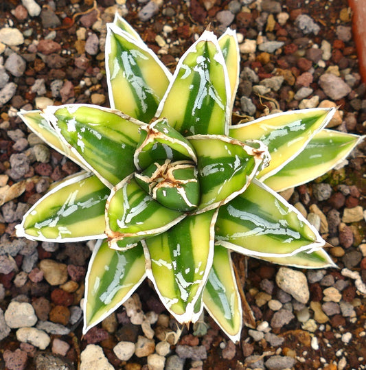 Agave victoriae-reginae variegated succulent with thick green and yellow leaves and white edges