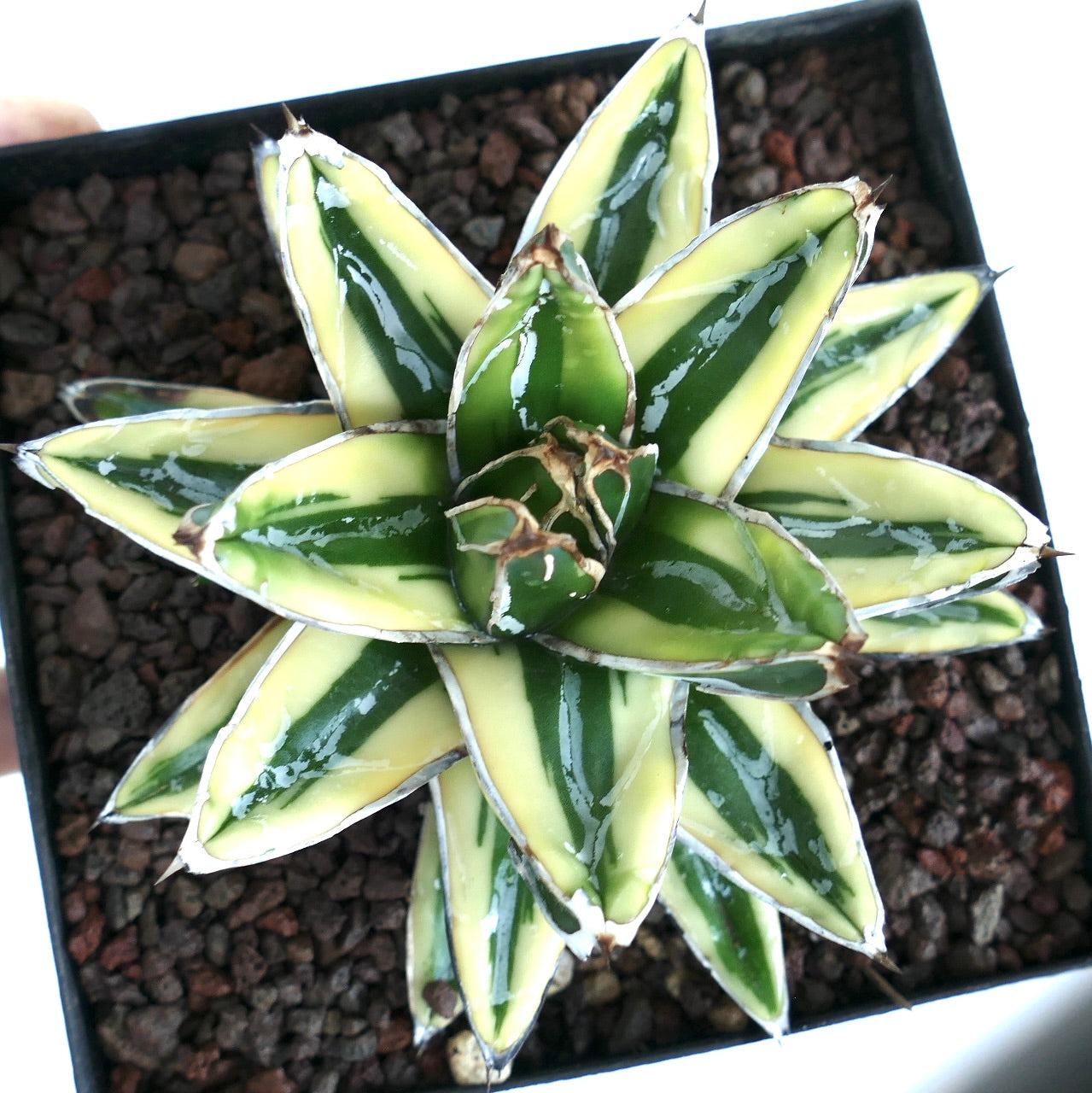 アガベ Agave victoriae-reginae variegata 176 アガベ Agave victoriae-reginae variegata 176 Variegated