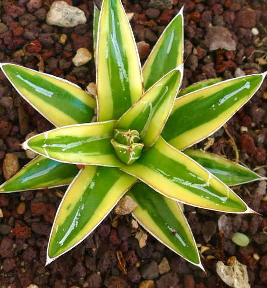 Agave victoriae-reginae cv "Shin Yuki Yama" variegated succulent with glossy green and yellow striped leaves