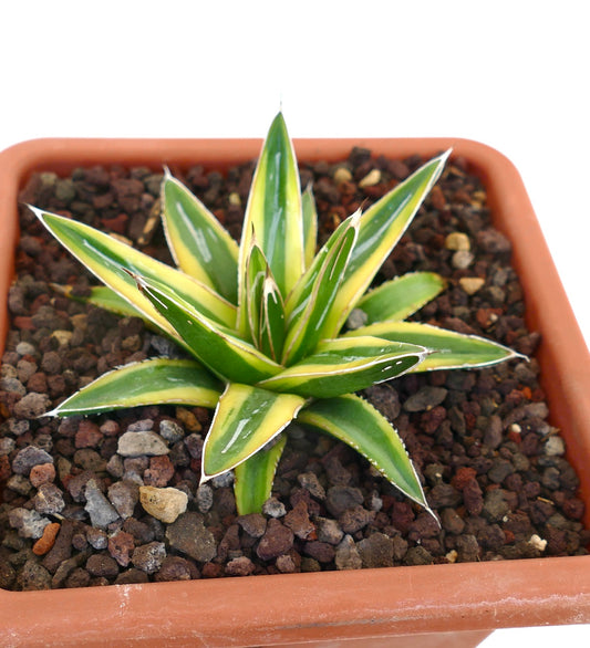 Agave victoriae-reginae cv "Shin Yuki Yama" succulenta variegata con foglie appuntite verdi e gialle in vaso