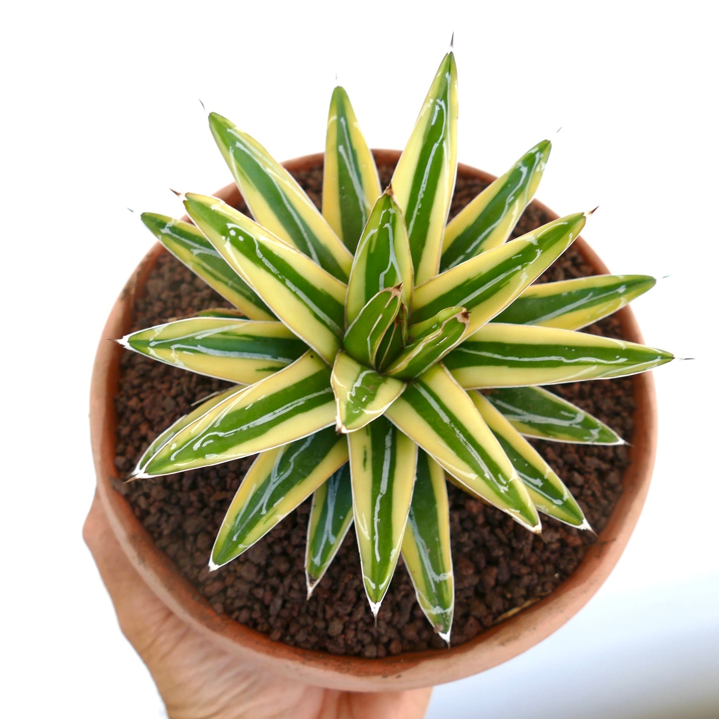 Agave victoriae-reginae cv "Shin Yuki Yama" variegated succulent with sharp white-tipped leaves in terracotta pot