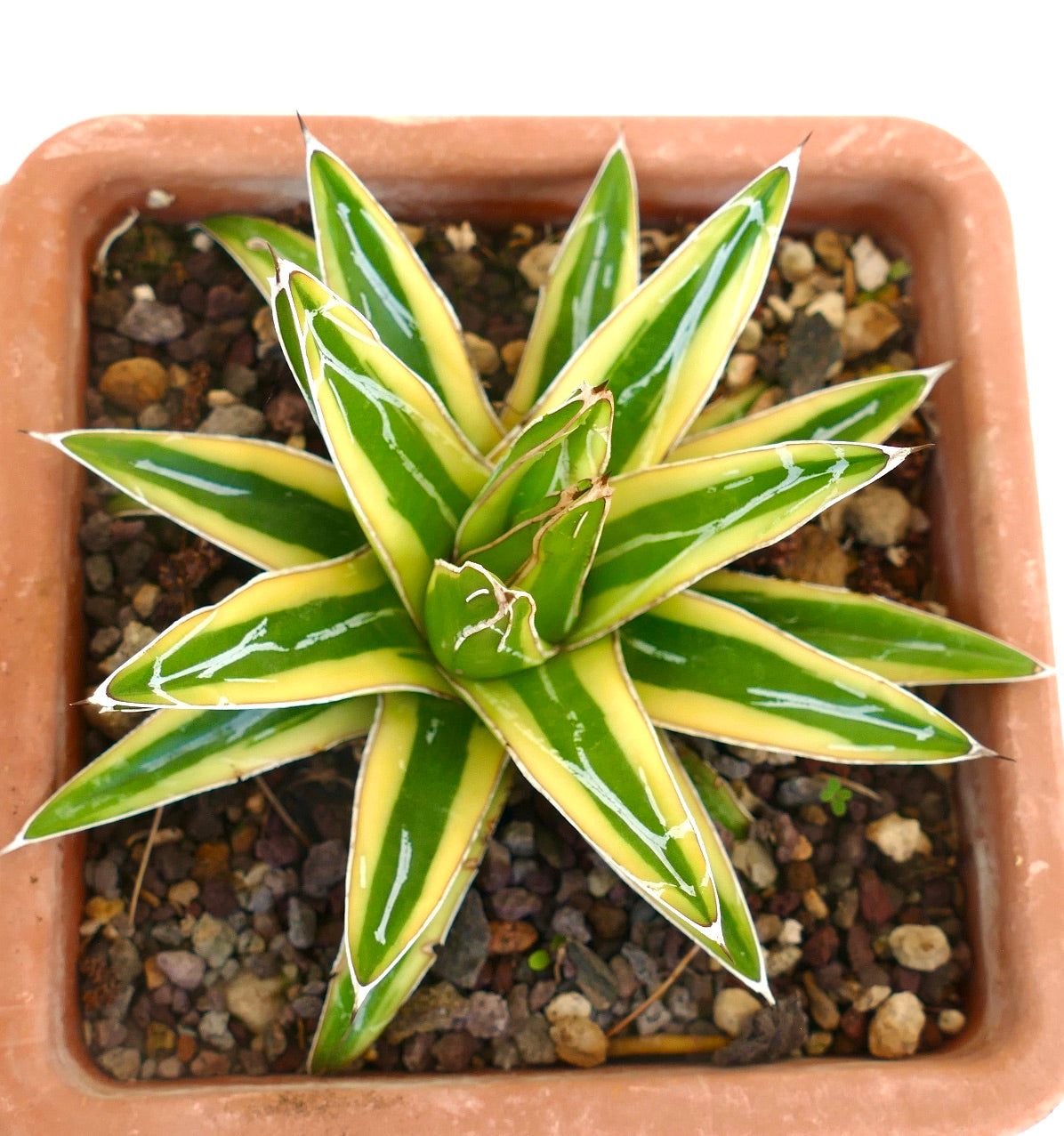 Agave victoriae-reginae cv "Shin Yuki Yama" variegated succulent with sharp white-edged green and yellow leaves