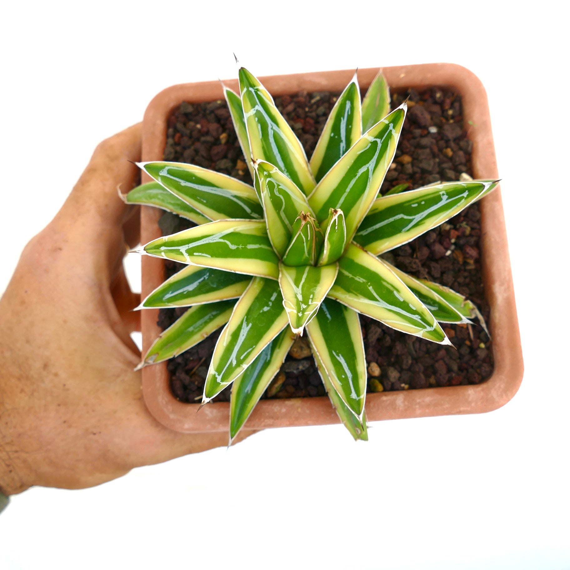 アガベ ベルナエ アガベ ベルナエ agavenickelsiae