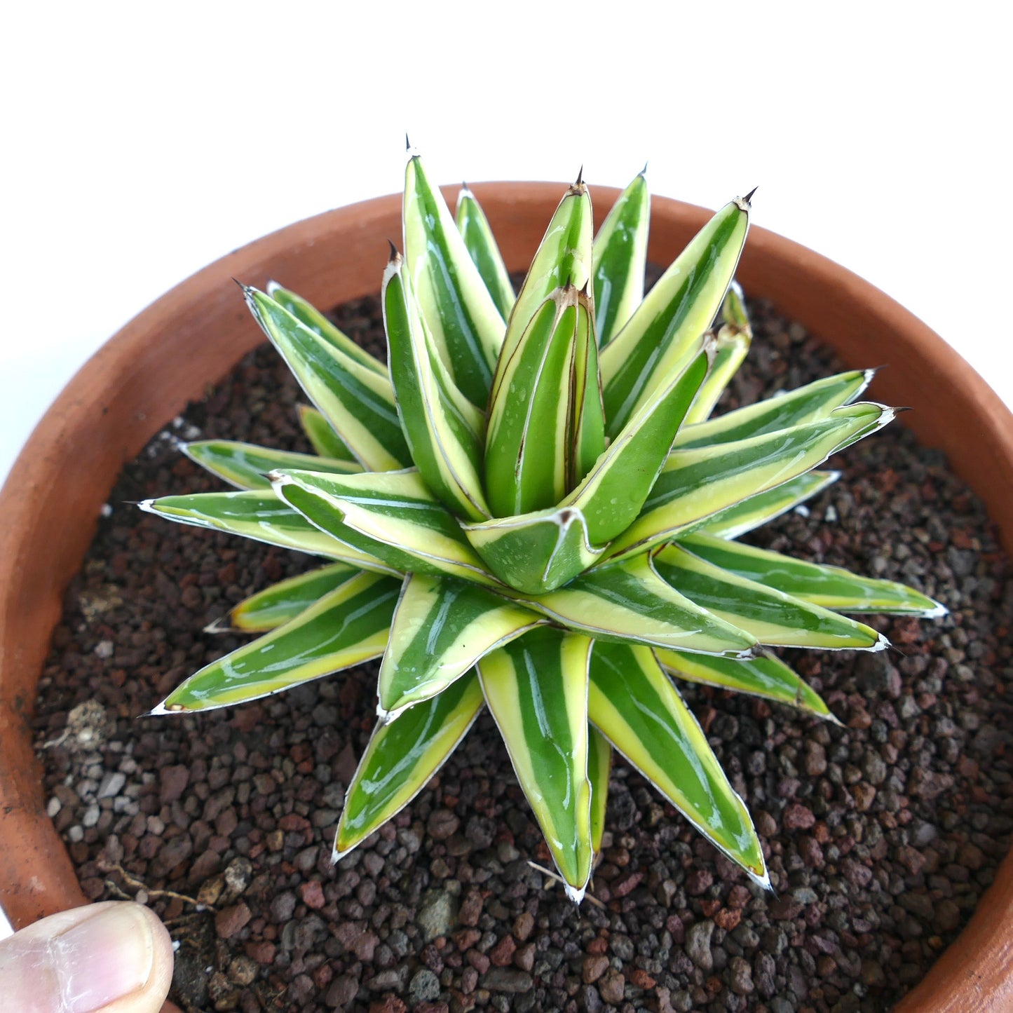 Agave victoriae-reginae cv 'Shin Yuki Yama' succulent panachée avec épines pointues et feuilles rayées vert-blanc