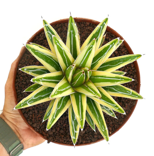 Agave victoriae-reginae cv "Shin Yuki Yama" variegated succulent with sharp pointed leaves and creamy green stripes