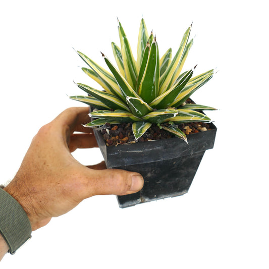 Agave victoriae-reginae cv "Shin Yuki Yama" variegated succulent with sharp white-edged leaves in black pot
