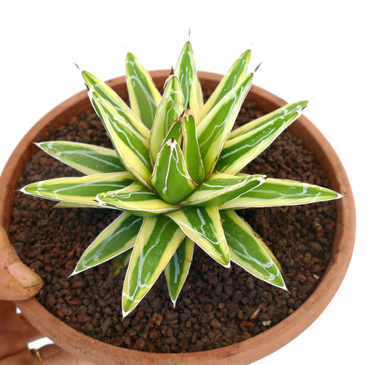 Agave victoriae-reginae cv "Shin Yuki Yama" variegated succulent with sharp spines and green-yellow striped leaves