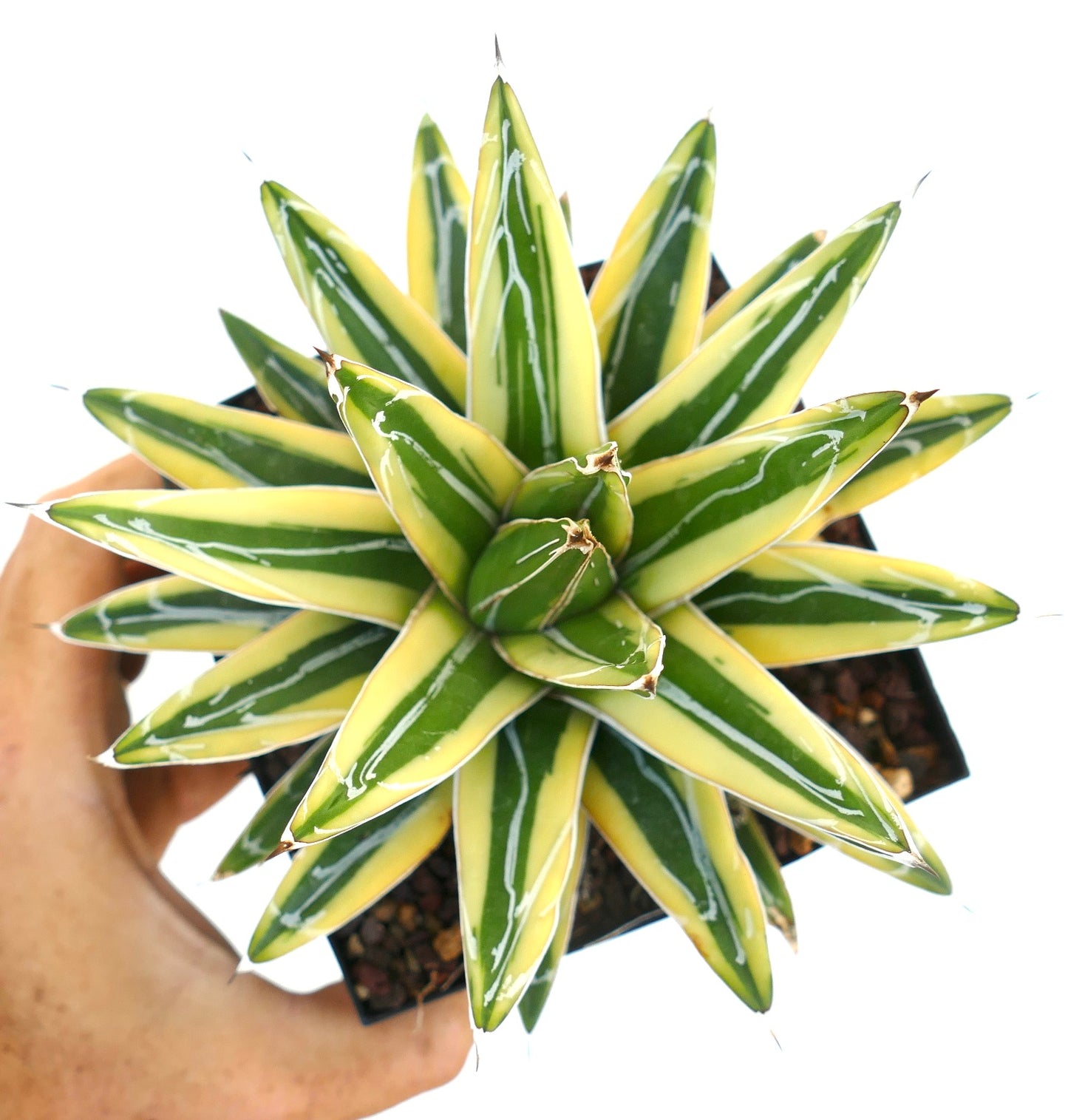 Agave victoriae-reginae cv "Shin Yuki Yama" succulenta variegata con foglie appuntite striate di verde e giallo