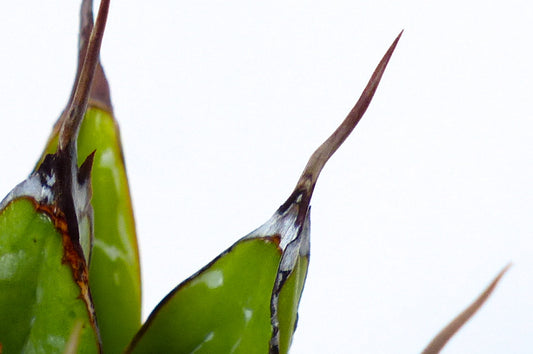 Agave victoriae-reginae succulent plant with sharp dark spines and glossy green leaves