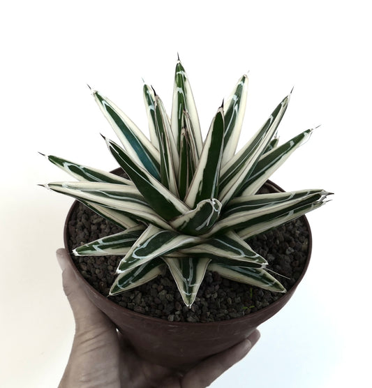 Agave victoriae reginae cv WHITE RHINO variegated succulent with sharp white-edged green leaves in pot